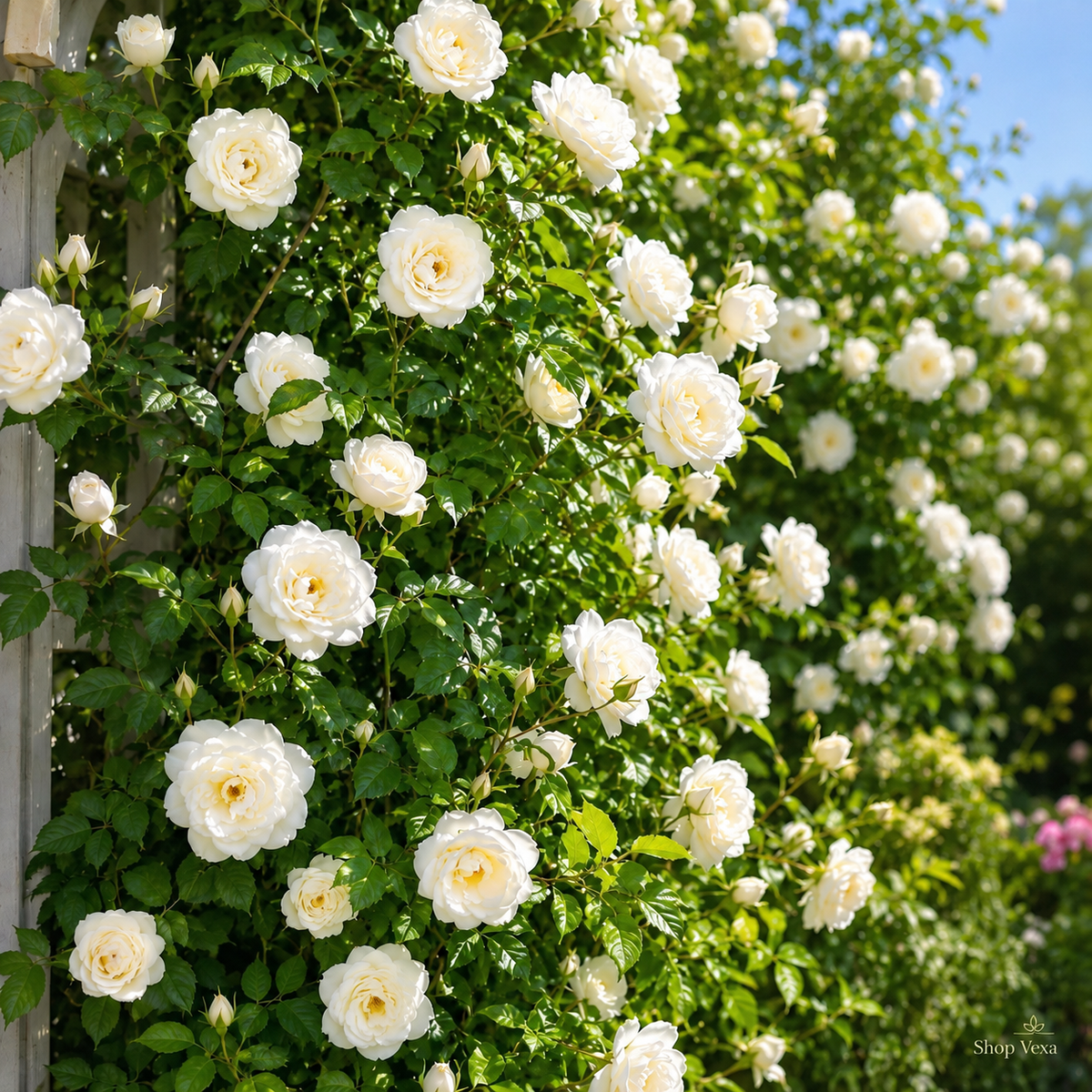 Big Bloom Rose Seeds (Pack of 2)